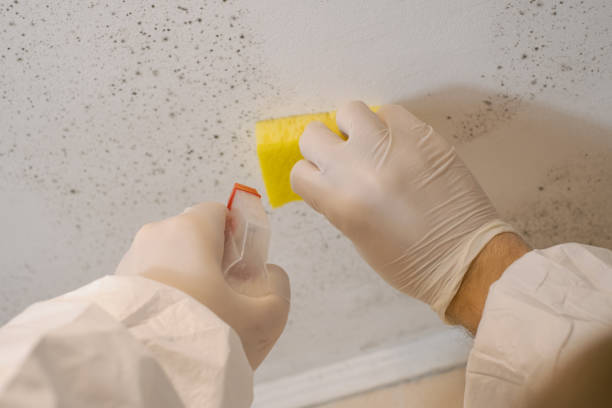 Best Post-Remediation Verification Testing  in Cienega Springs, AZ