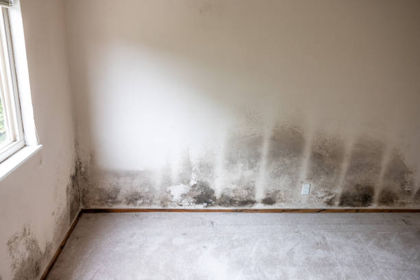 Best Water Damage & Mold Remediation  in Cienega Springs, AZ