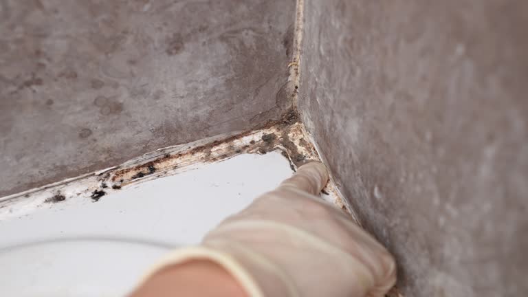 Mold Removal for HVAC Installations in Cienega Springs, AZ
