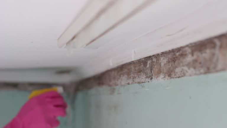 Reliable Cienega Springs, AZ Mold Removal Solutions