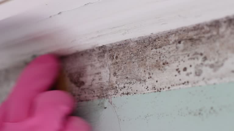 Best Attic Mold Removal  in Cienega Springs, AZ